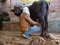 an indian village boy milking bufflao at stable house in India January 2020