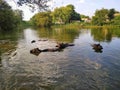 Indian Village buffalo swim in lake
