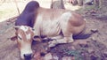 Indian village bull animal brown colour Bull sleeps