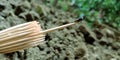 An indian village creature seating upon wooden stick around agriculture field