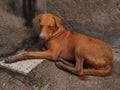 Beautiful Shot Of Indian Village Dog Photo Selective Focus On Subject Background Blue Royalty Free Stock Photo