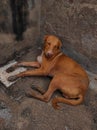 Beautiful Shot Of Indian Village Dog Photo Selective Focus On Subject Background Blue Royalty Free Stock Photo