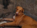 Beautiful Shot Of Indian Village Dog Photo Selective Focus On Subject Background Blue Royalty Free Stock Photo