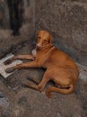Beautiful Shot Of Indian Village Dog Photo Selective Focus On Subject Background Blue Royalty Free Stock Photo