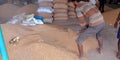 Indian village farmer collecting wheat seeds into lots