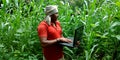 An indian village farmer man working on laptop for analysis agricultural land