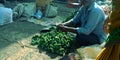 Indian village farmer selling fresh green vegetables Royalty Free Stock Photo