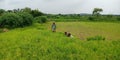 Indian village farmers chopping wheat grain grass around agriculture field