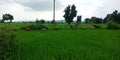 Indian village farmers women working around green field