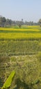 Indian village field, agriculture, khet Royalty Free Stock Photo