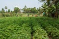 Indian village. Field of sweet potatoes. Beginning of harvesting Royalty Free Stock Photo