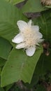 Indian village guava flower