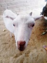 Indian village Funny goat photo Royalty Free Stock Photo