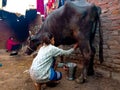 an indian village girl milking bufflao at stable house in India January 2020