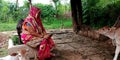 An indian village matured woman operating smart phone seating around pet animals