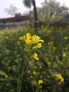 Indian village Mustard flower photography mobile photography Village pictures