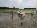 Indian village paddy cultivation