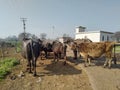 Indian village road side animals Royalty Free Stock Photo