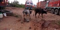 indian village street mammals having problems while walking due to plastic wastage box