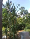 Indian village sugar plant picture Royalty Free Stock Photo