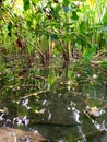 Indian village very dangerous wet land in jungle