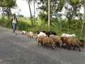 Indian village way some shepherd go on Royalty Free Stock Photo