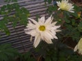 Indian village white flower plant picture