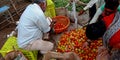 An indian village woman finding fresh tomato from lots