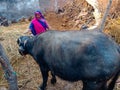 an indian village woman giving grass food to the buffalo at stable house in India January 2020