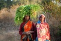 Indian villager woman carrying green grass