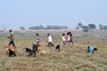 Indian Villagers with goats in field