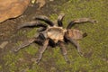 Indian violet, Chilobrachys fimbriatus, Tharaphosidae, Aarey milk colony Mumbai