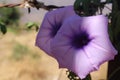 Indian Violet Color Flower Photo.