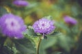 Indian violet flower