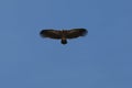 Indian vulture in flight in himalayan range