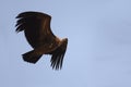 Indian vulture flying high
