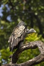 Indian vulture, Gyps indicus, Bandhavgarh national park, Madhya Pradesh, India