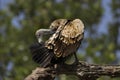 Indian vulture, Gyps indicus, Bandhavgarh national park, Madhya Pradesh, India