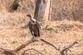 Indian Vulture at the kabini forest area