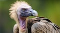 Indian vulture or long billed vulture or Gyps indicus close up or portrait. AI Generative