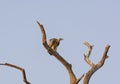 Indian Vulture in a Tree