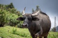 Indian water buffallo walking in a cloudy day Royalty Free Stock Photo