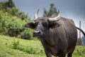 Indian water buffallo walking in a cloudy day Royalty Free Stock Photo