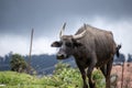 Indian water buffallo walking in a cloudy day Royalty Free Stock Photo