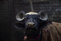 Indian Water Buffalo closeup in the farm house