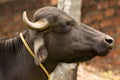 Indian water buffalo in profile