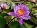 Indian water lily (lotus) at farm lake.