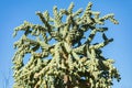 Large and thick green cactus