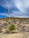 Indian Wells Trail in Alamogordo, New Mexico