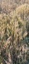 Indian wheat field . Brown field ready to cut